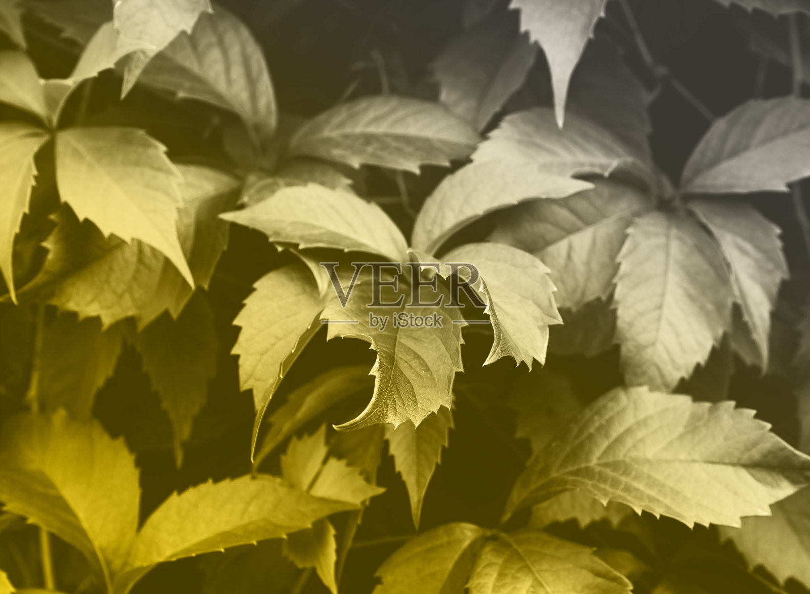 照亮黄色和最终的灰色背景照片摄影图片