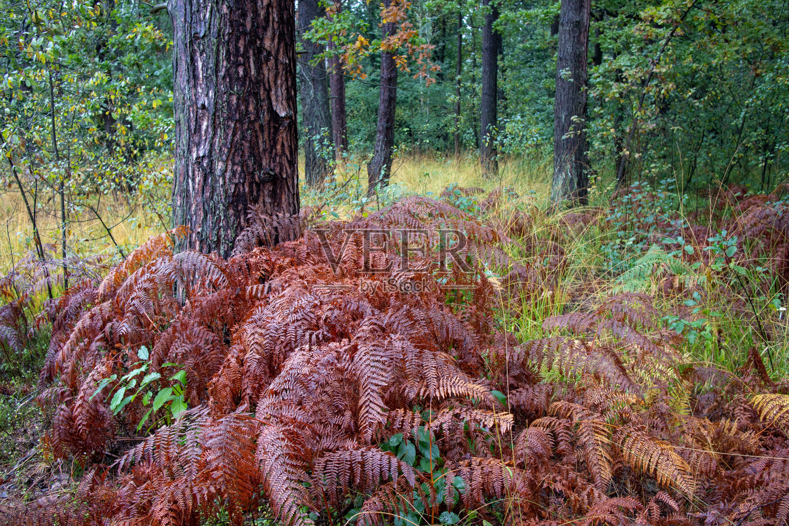 松树和蕨类植物照片摄影图片