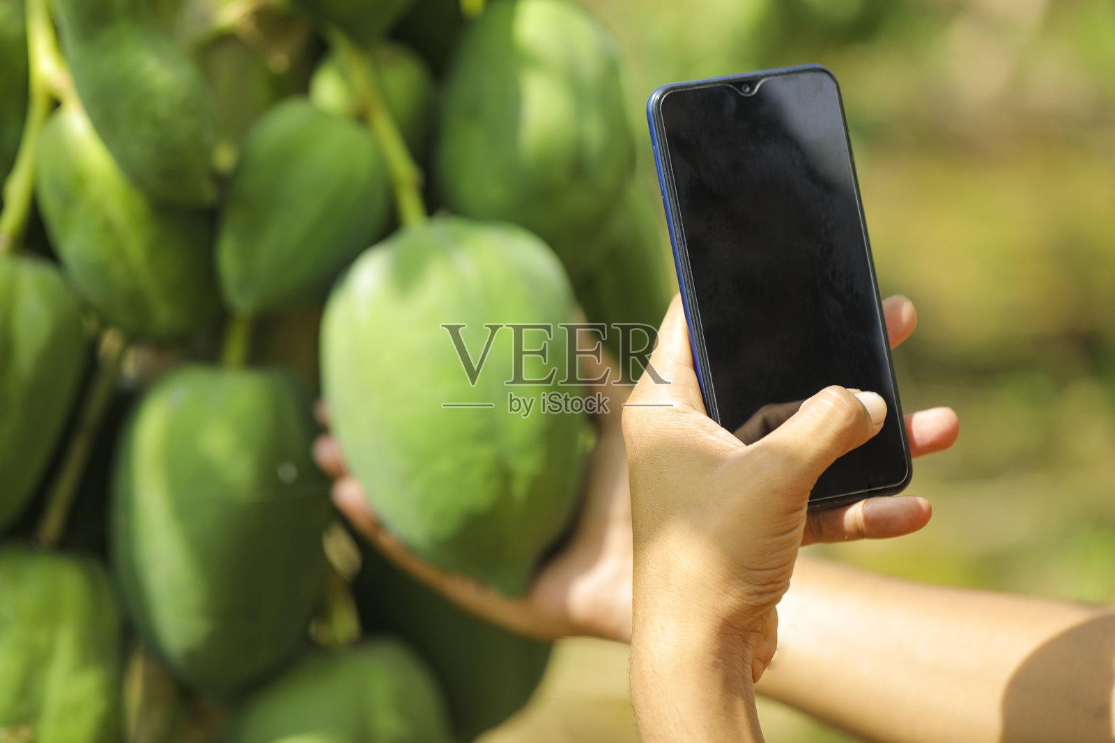 在木瓜地里用智能手机拍照照片摄影图片