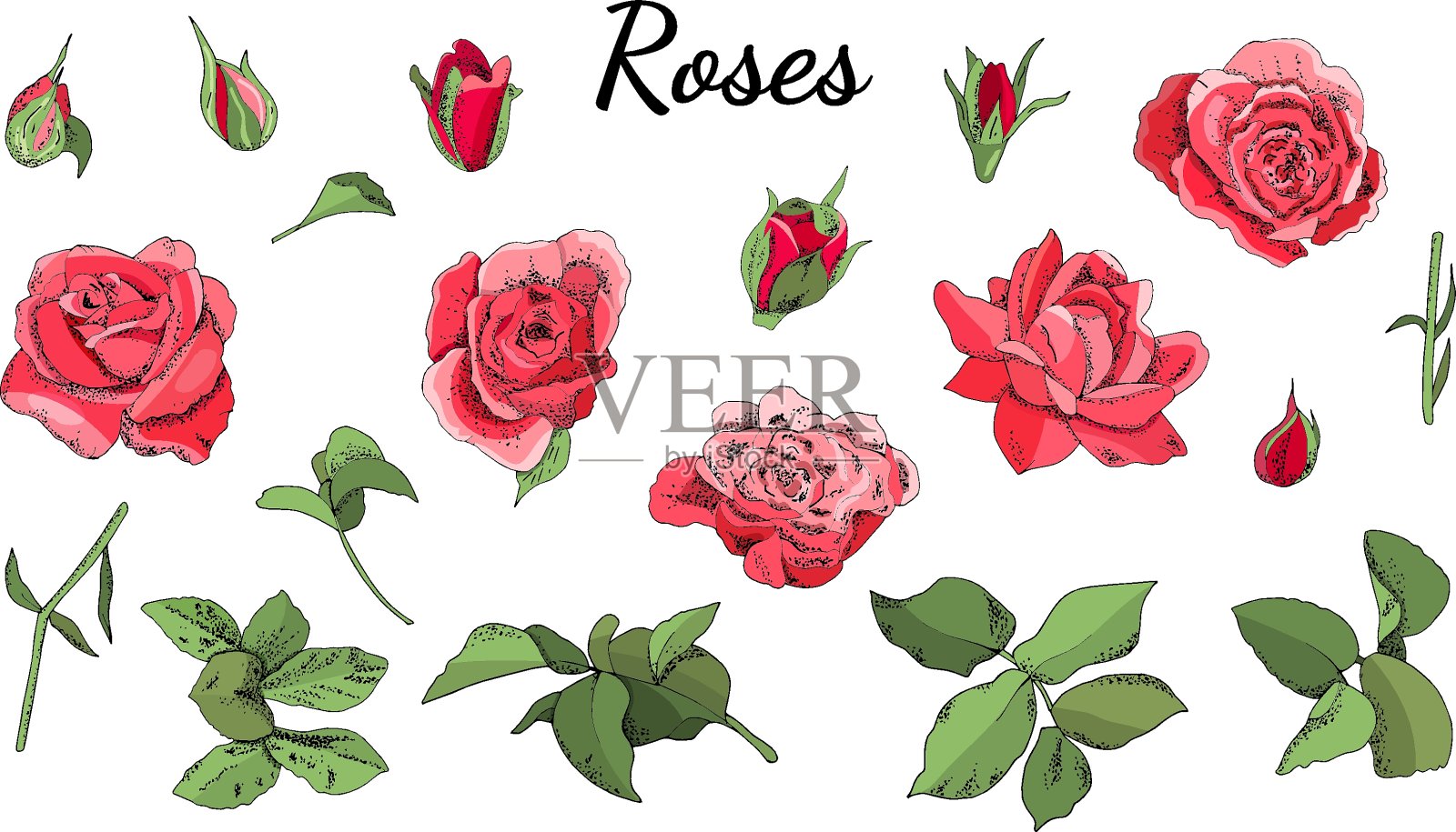 一套玫瑰和叶子孤立在白色的背景。插画图片素材