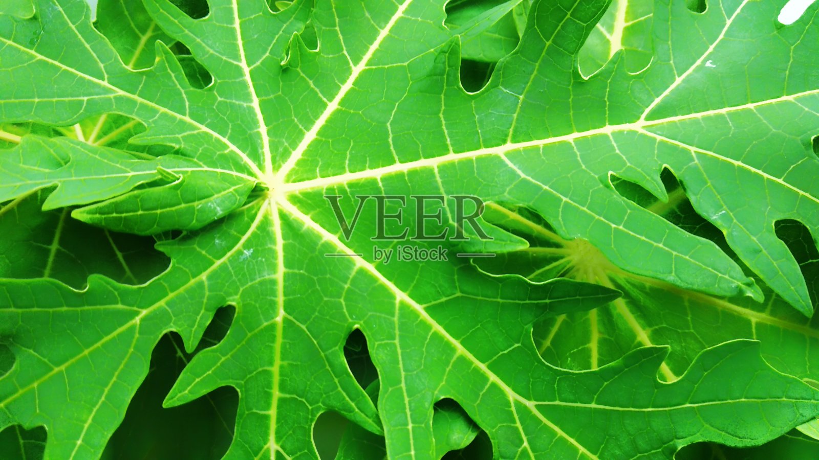 绿色木瓜叶为食物背景照片摄影图片