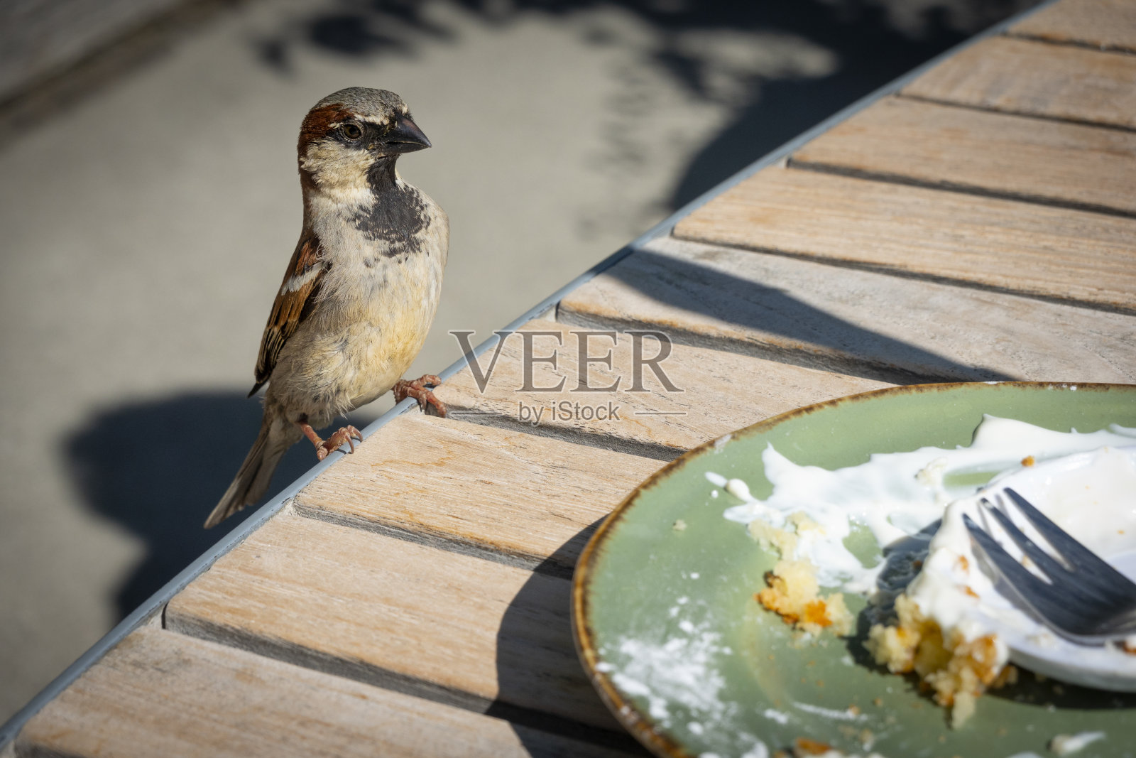 麻雀在室外打扫café桌子照片摄影图片