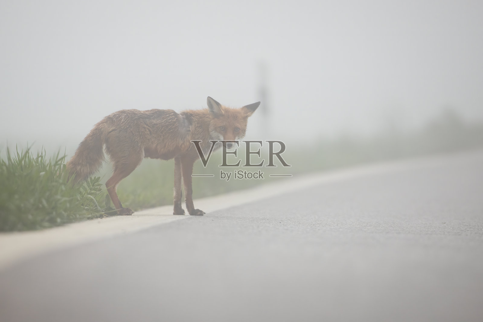 野生红狐试图在雾天过马路。照片摄影图片