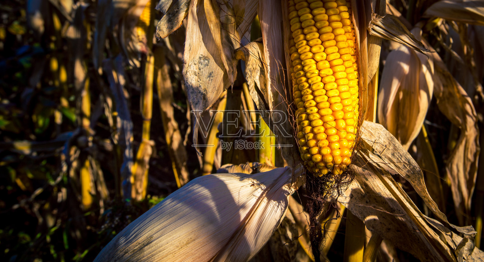 秋天成熟的牛玉米照片摄影图片