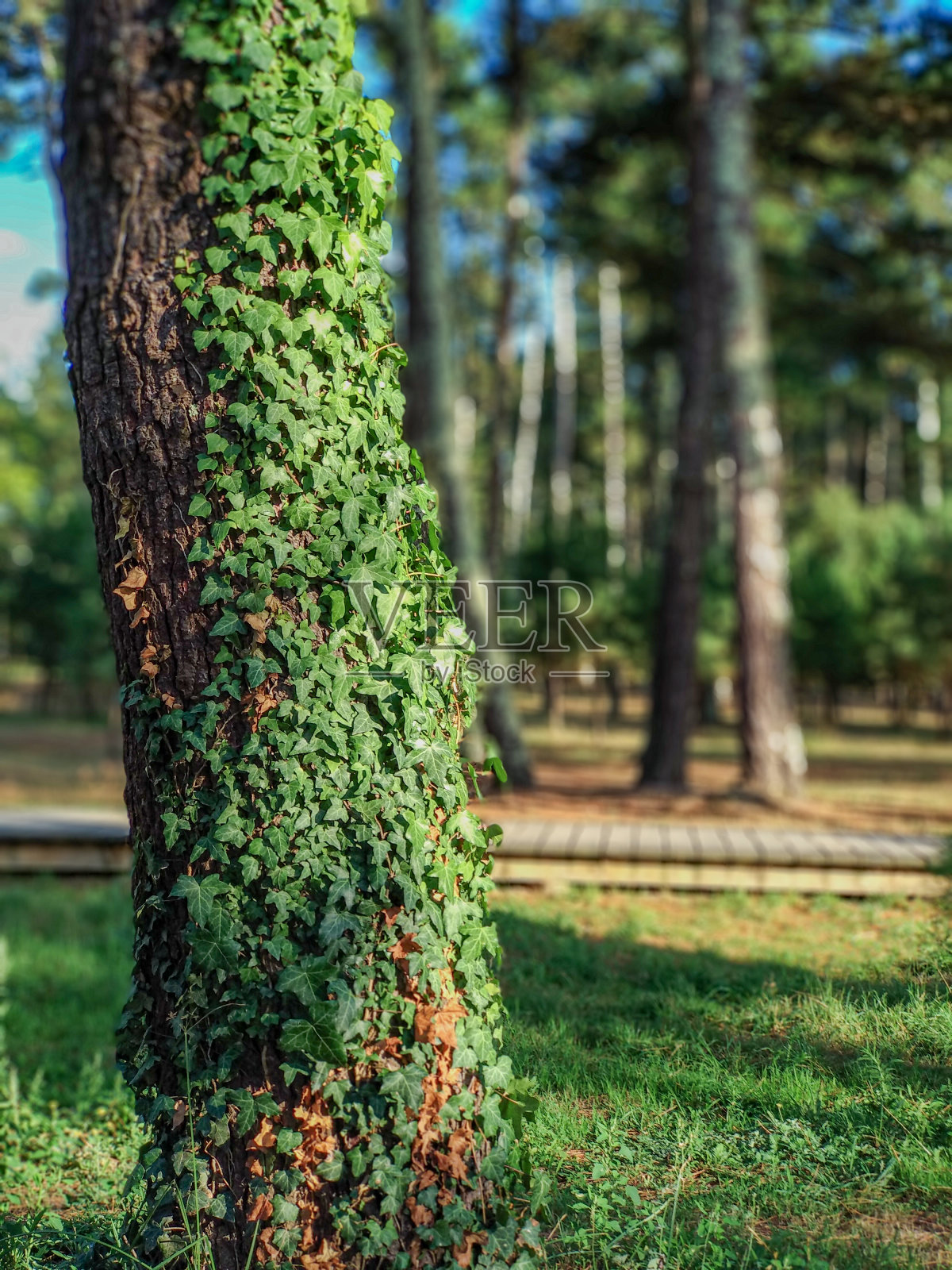 一棵长满绿叶的树的树干照片摄影图片