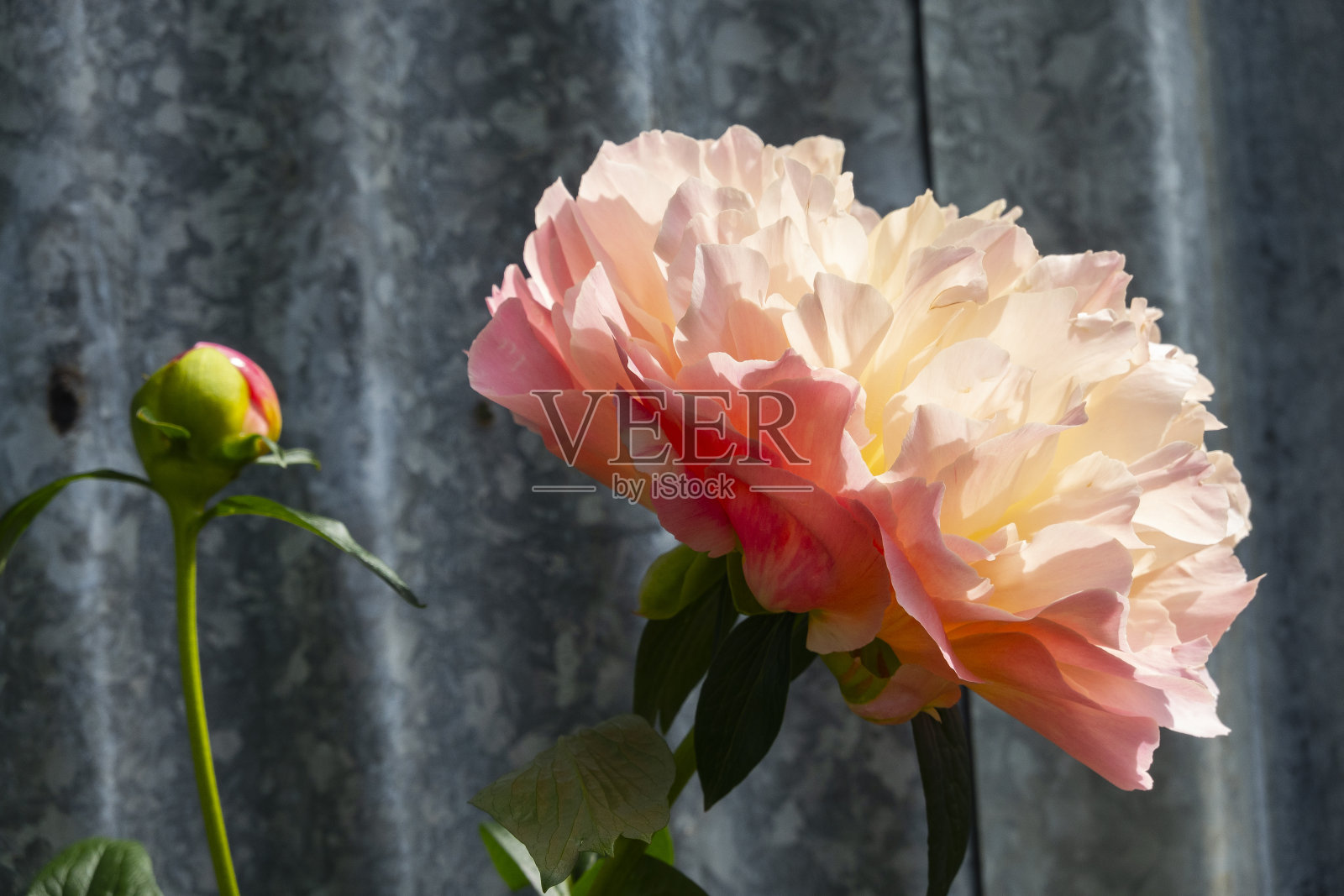 粉色牡丹开花照片摄影图片