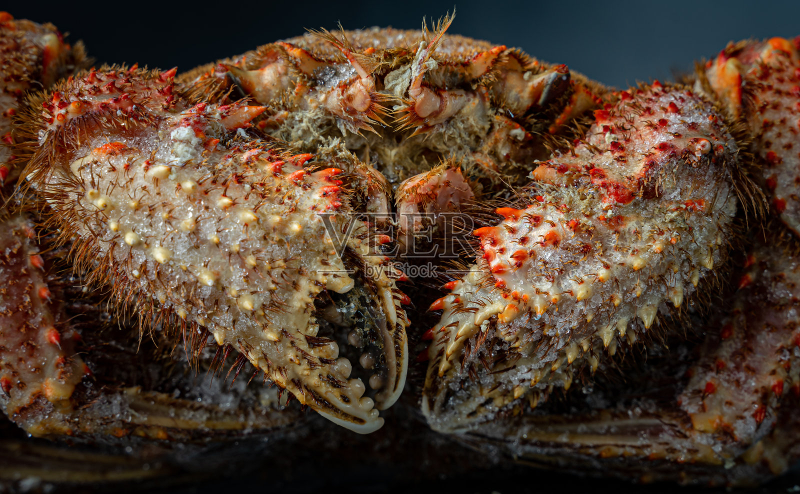 中国绒螯蟹，上海大闸蟹特写照片摄影图片