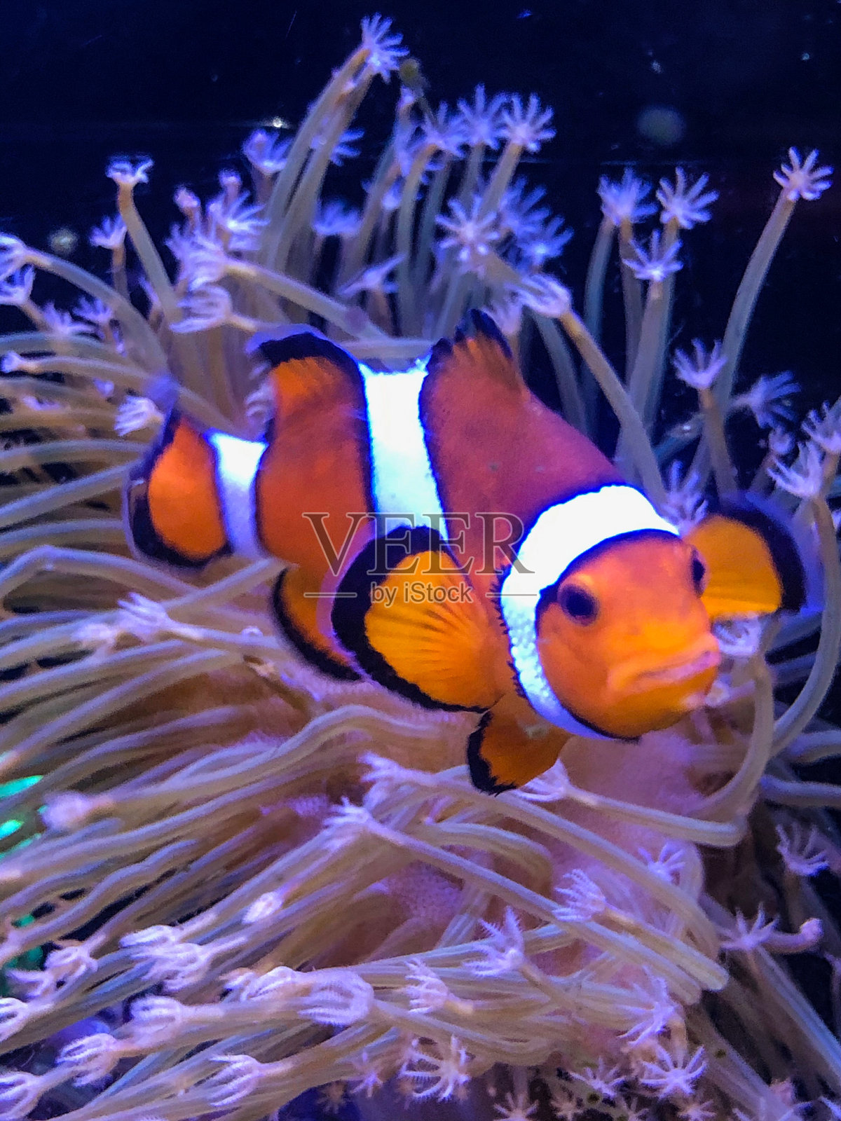 橙色和白色条纹的海葵小丑鱼照片摄影图片