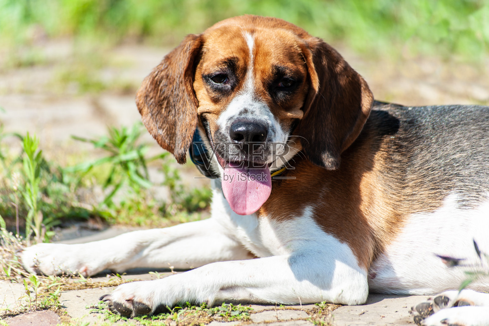 一只看起来像金色小猎犬的疲惫而快乐的猎犬躺在棕色的旧石头地板上，上面长满了青草和苔藓，看着镜头照片摄影图片