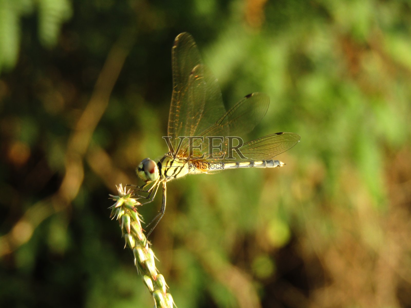 蜻蜓的特写。照片摄影图片