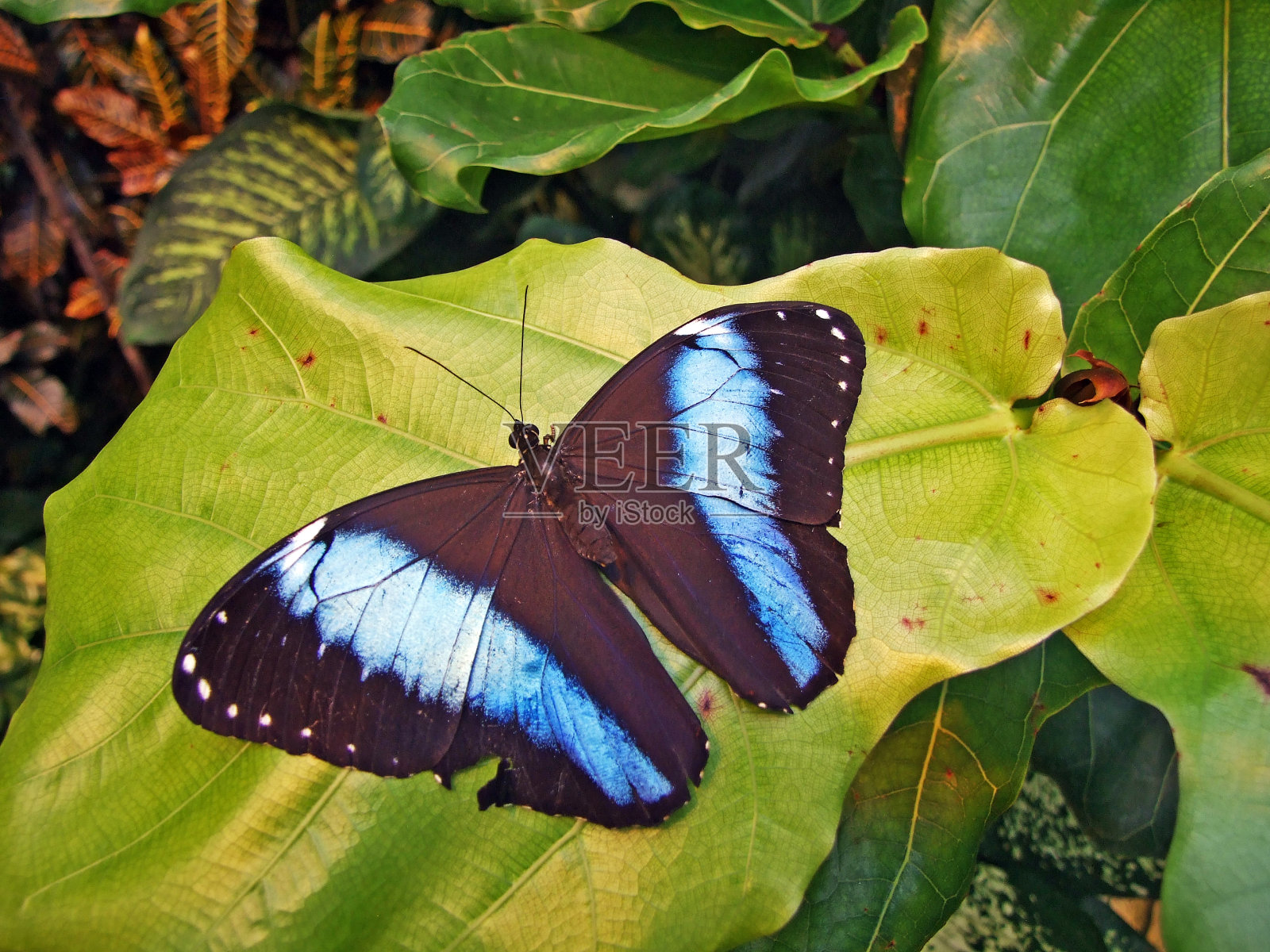 奥地利维也纳蝴蝶屋中的热带蝴蝶(trotropische schmetterlinghaus, Wien)照片摄影图片