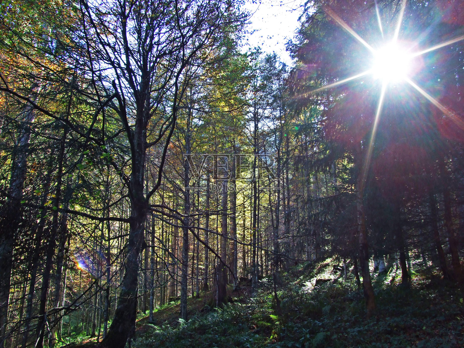 在Churfirsten山脉和Toggenburg地区，斯塔肯巴赫-圣加伦州，瑞士的徒步旅行和步行小径照片摄影图片
