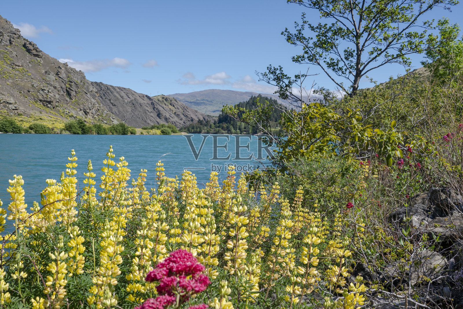 克鲁萨河岸边鲜艳的春色野花照片摄影图片