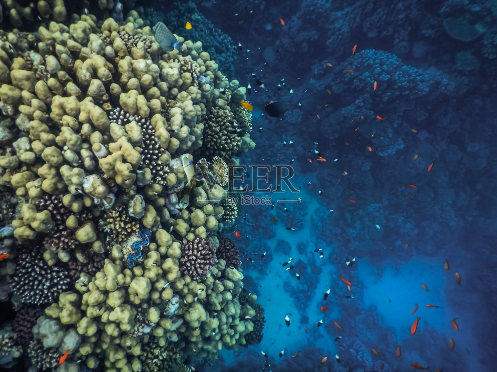 蓝色海底的珊瑚和许多小鱼照片摄影图片