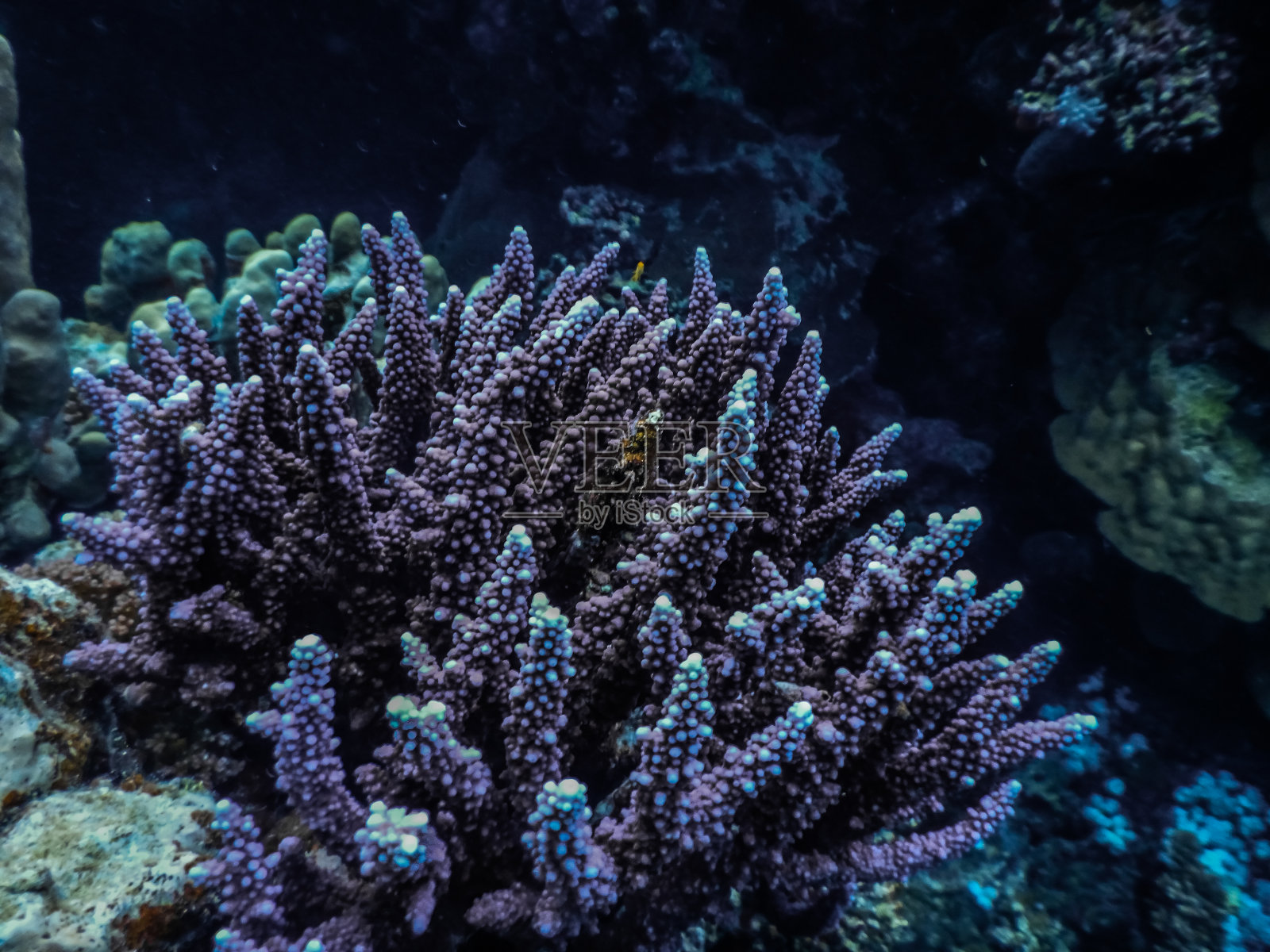 在埃及潜水时在海底发现的紫色珊瑚照片摄影图片