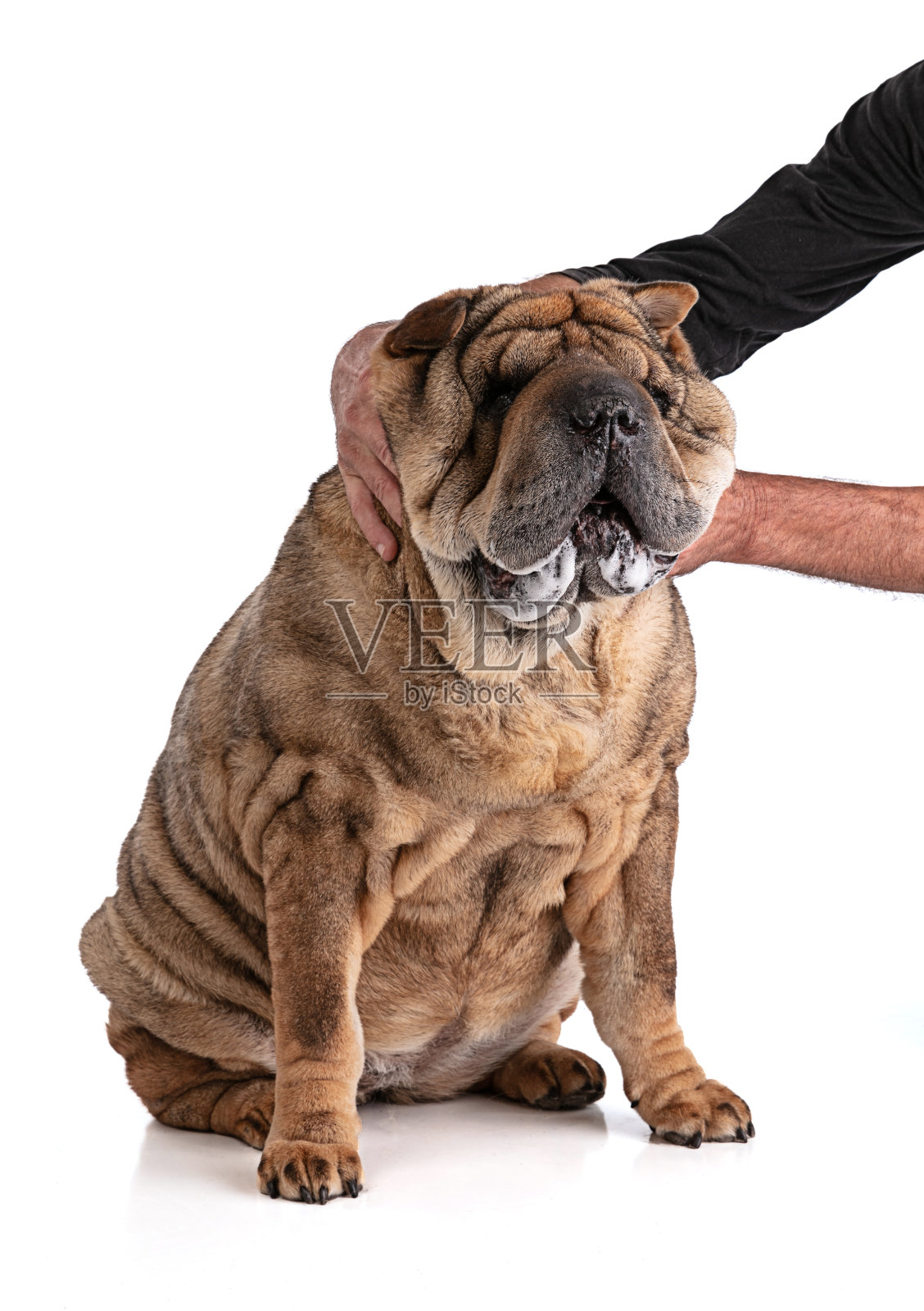 老沙皮狗被他主人的手臂孤立了照片摄影图片