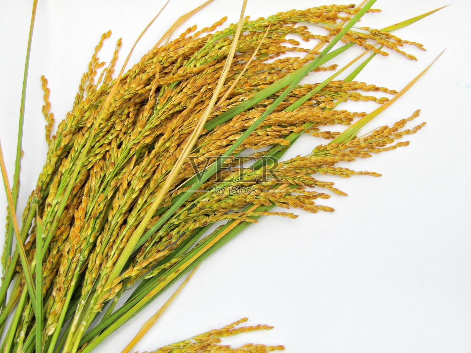 在白色背景上孤立的水稻穗照片摄影图片