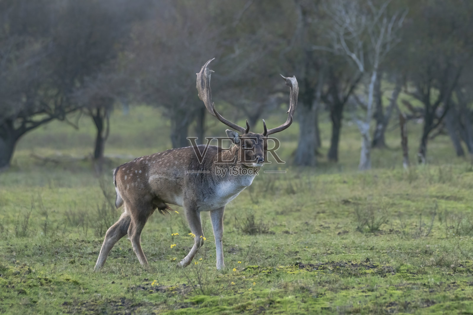 森林中发情期的黇鹿照片摄影图片
