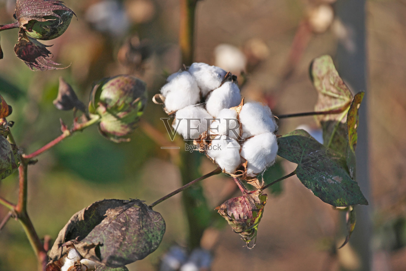 棉花植物照片摄影图片