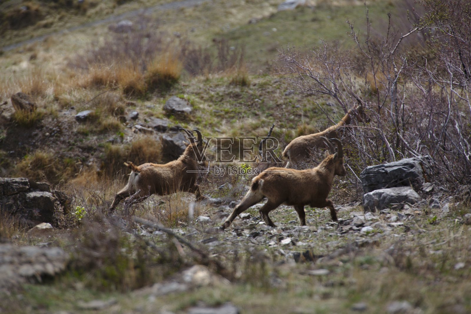 毛里安的花束照片摄影图片