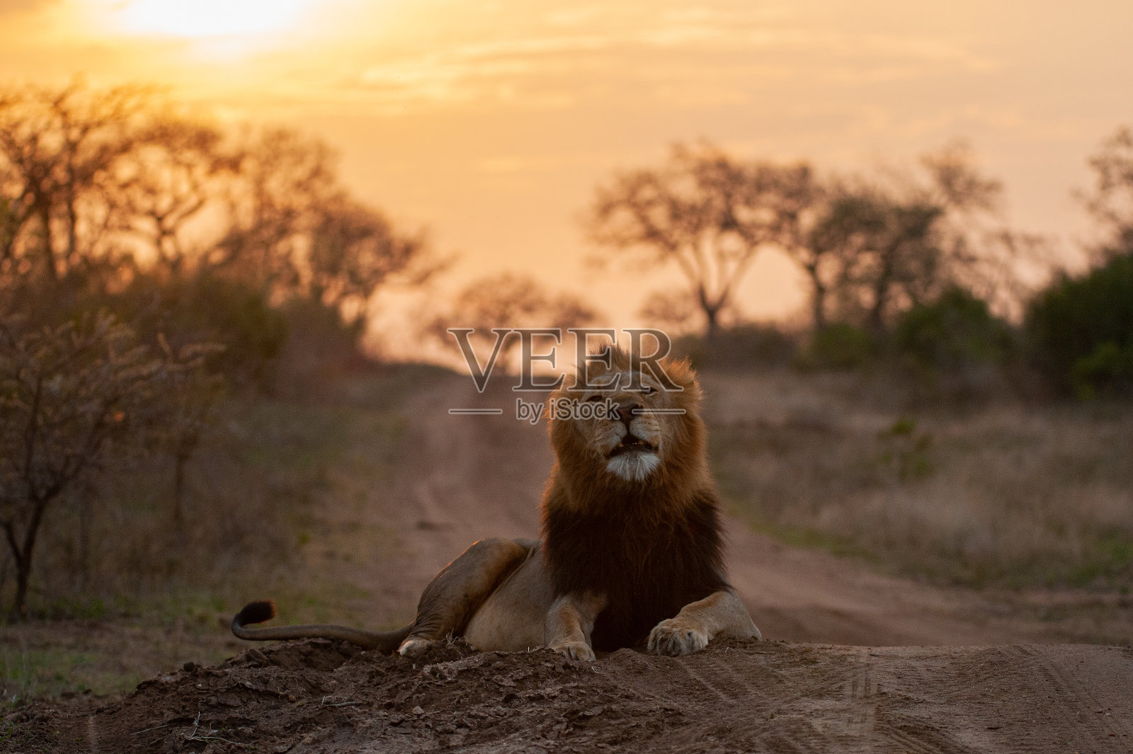 日落时的雄狮照片摄影图片