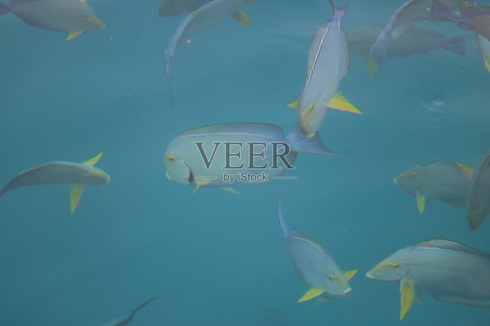 马尔代夫的双体船之旅照片摄影图片