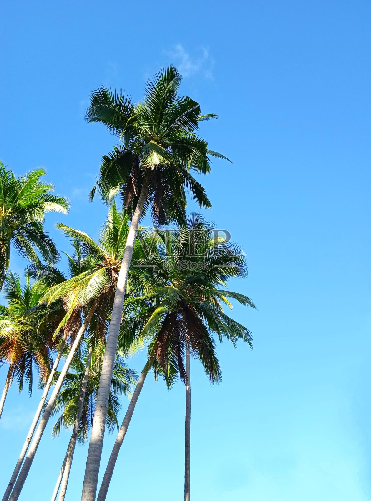 在拉贾安帕群岛，绿色的椰子叶映衬着蓝天照片摄影图片