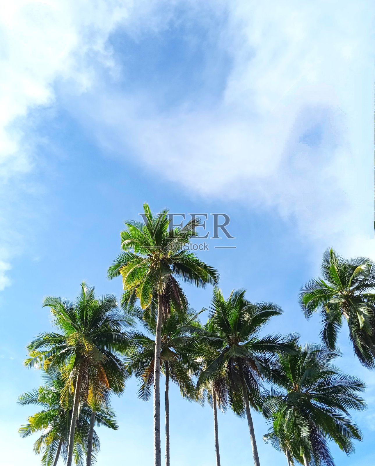 在拉贾安帕群岛，绿色的椰子叶映衬着蓝天照片摄影图片