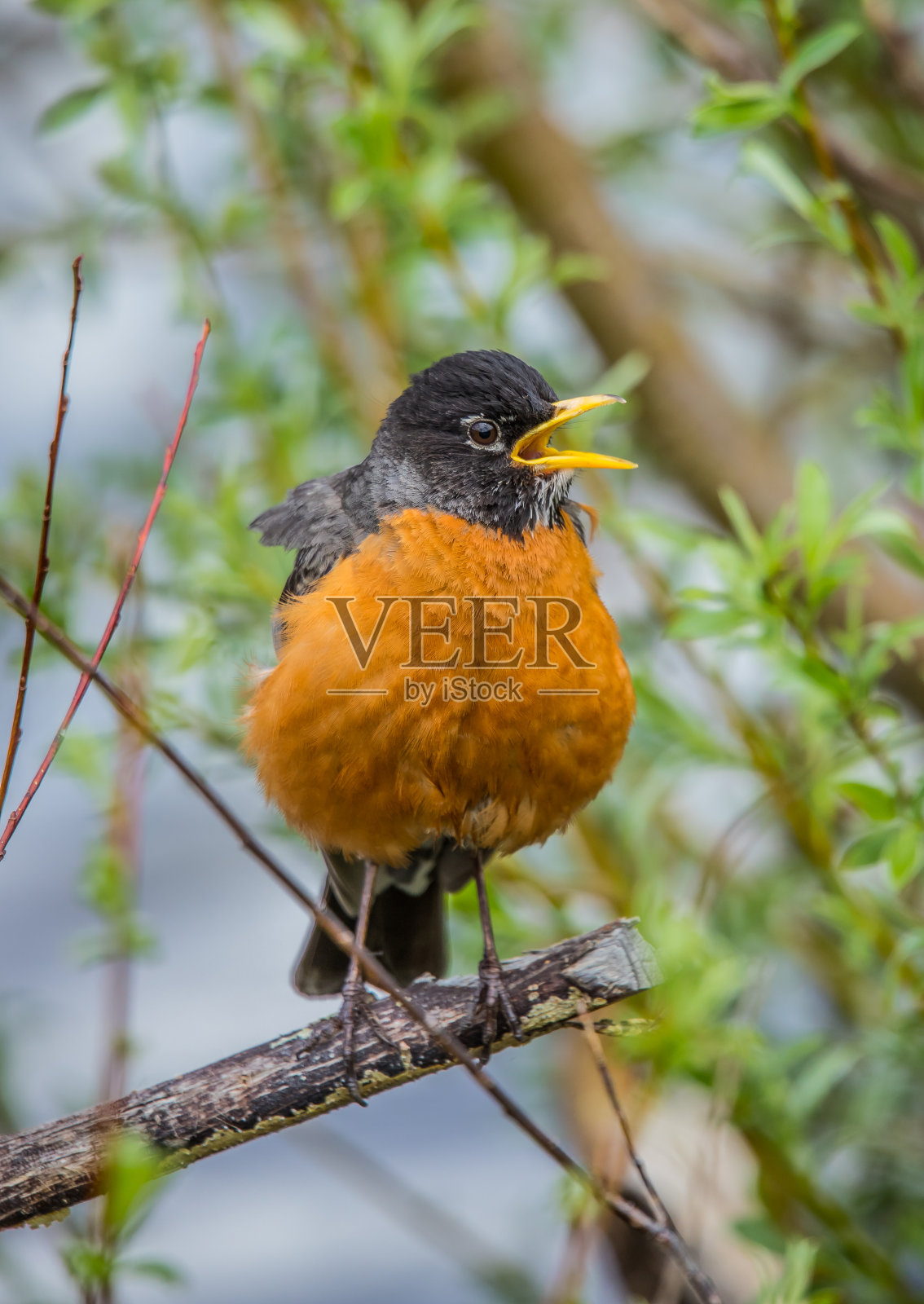 树上的美洲知更鸟照片摄影图片