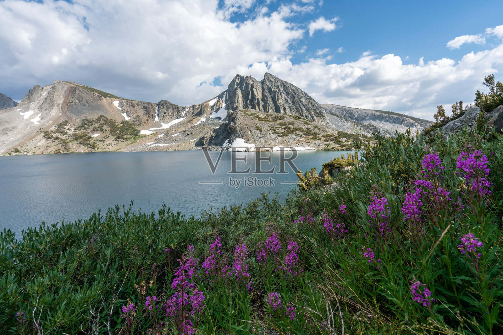 位于加州内华达山脉的鸭湖，周围是白雪皑皑的山脉，湖面上盛开着高山鲜花照片摄影图片
