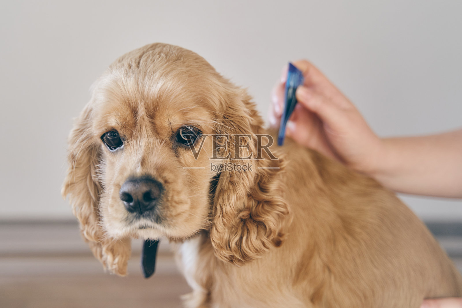 狗被滴在枯枝上用寄生虫疗法治疗照片摄影图片