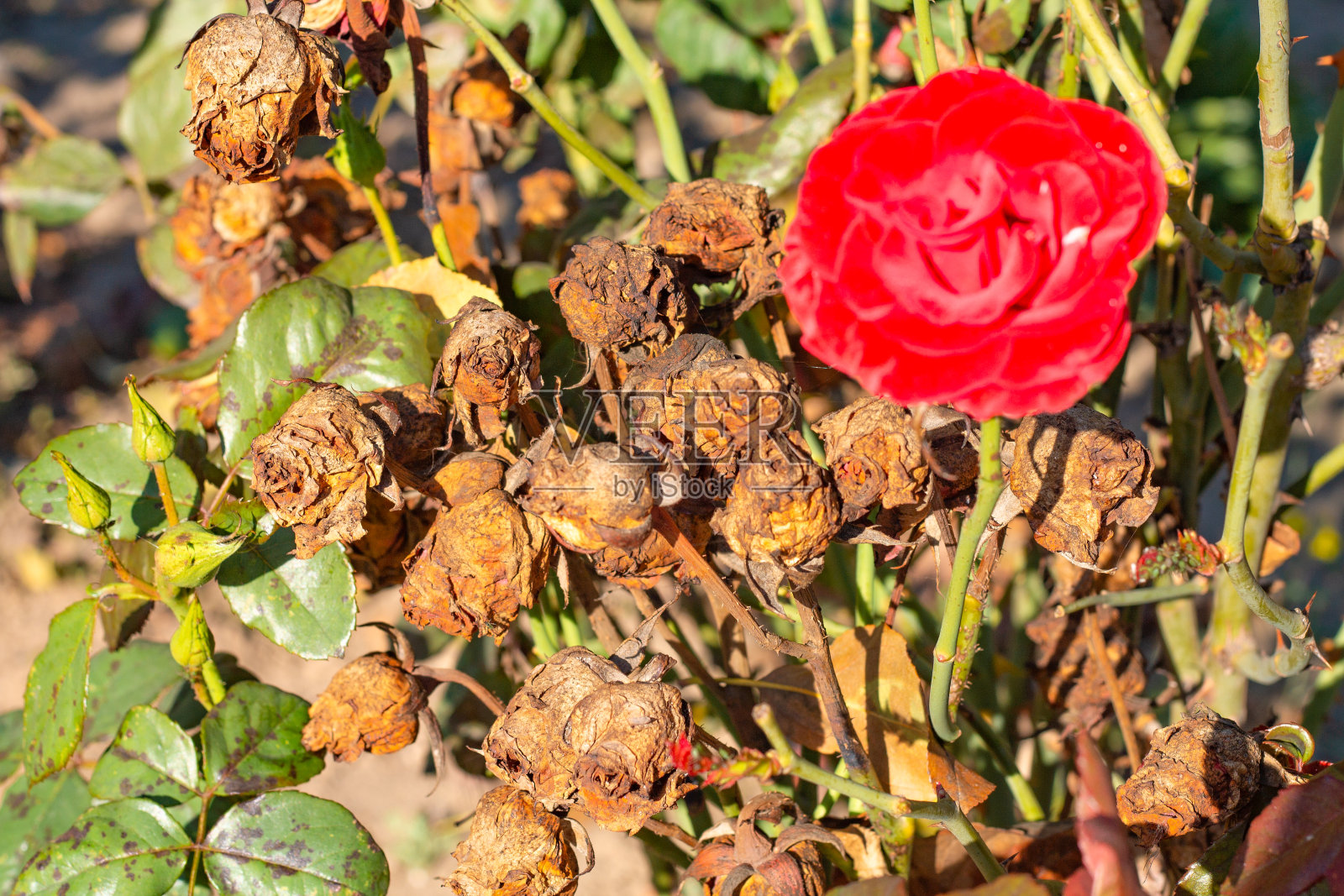 一朵红玫瑰在灌木上开了花，而其他的玫瑰已经凋谢和干枯了照片摄影图片