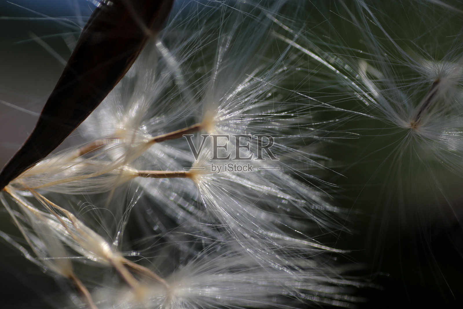 花(Adenium Obesum)照片摄影图片