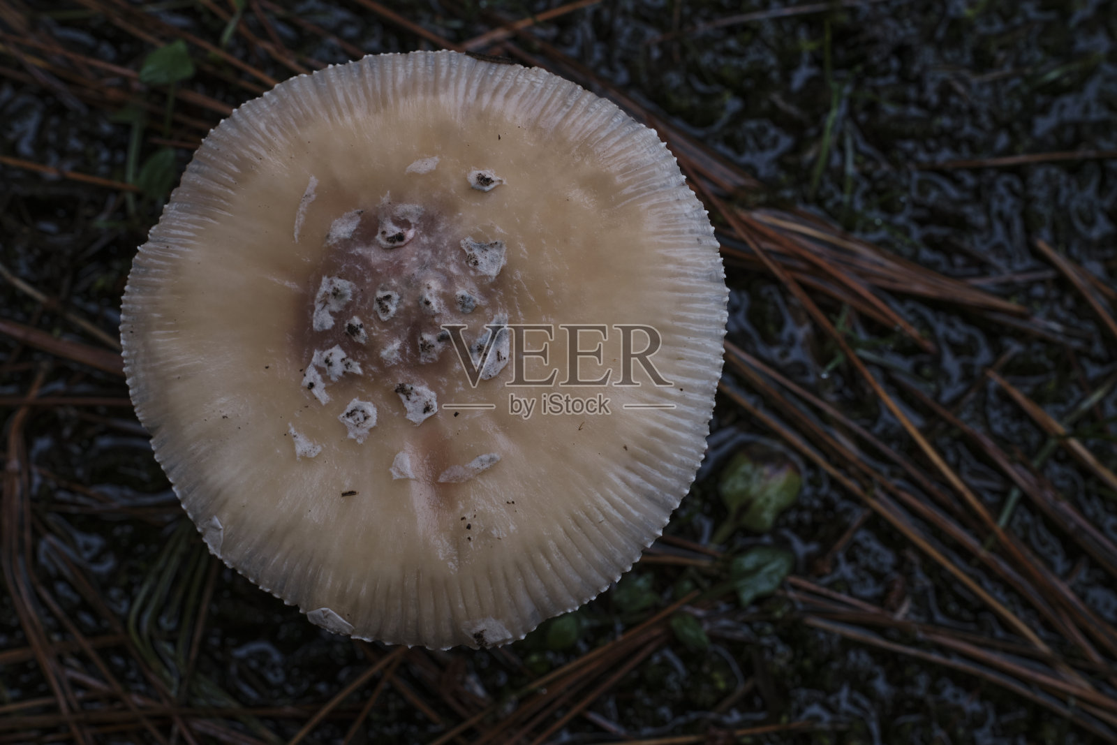 矮树丛中的蘑菇照片摄影图片