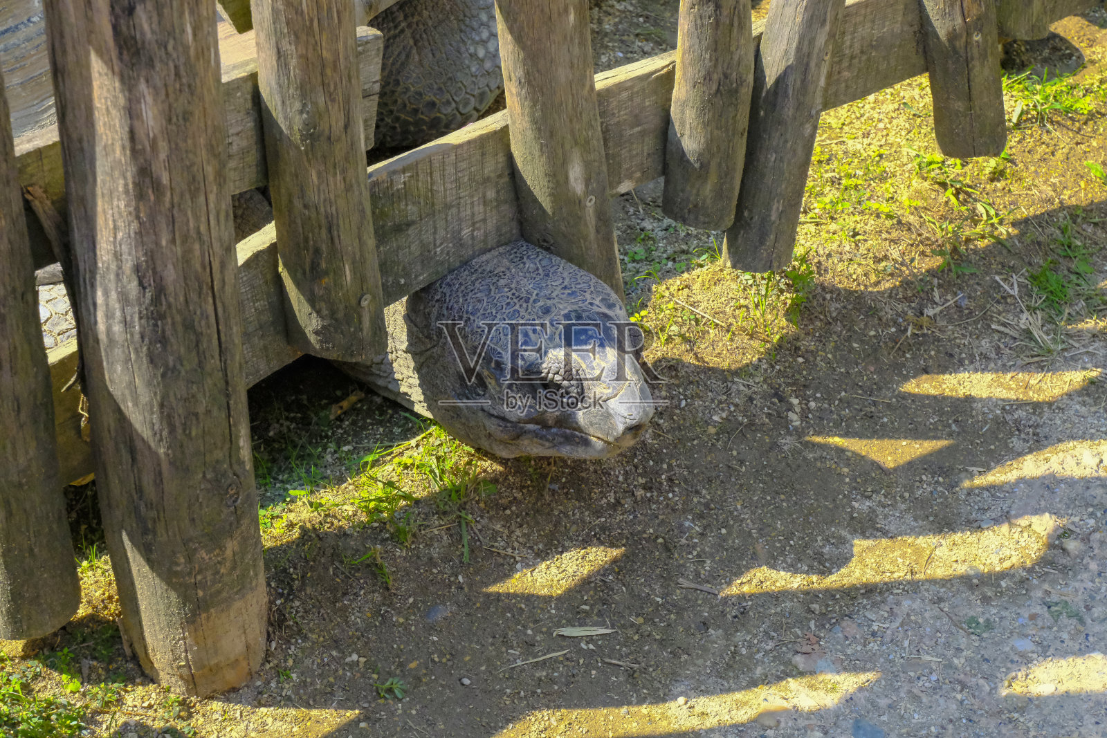 巨大的加拉帕戈斯海龟的头部特写木栅栏在地面上俯视另一只海龟。野生动物。稀有动物照片摄影图片