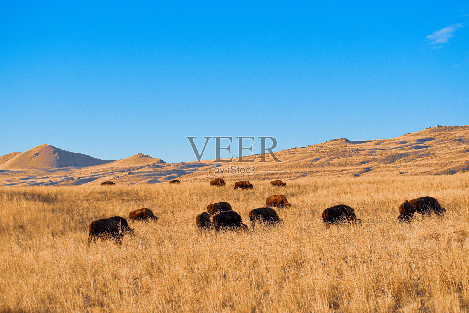 野牛照片摄影图片