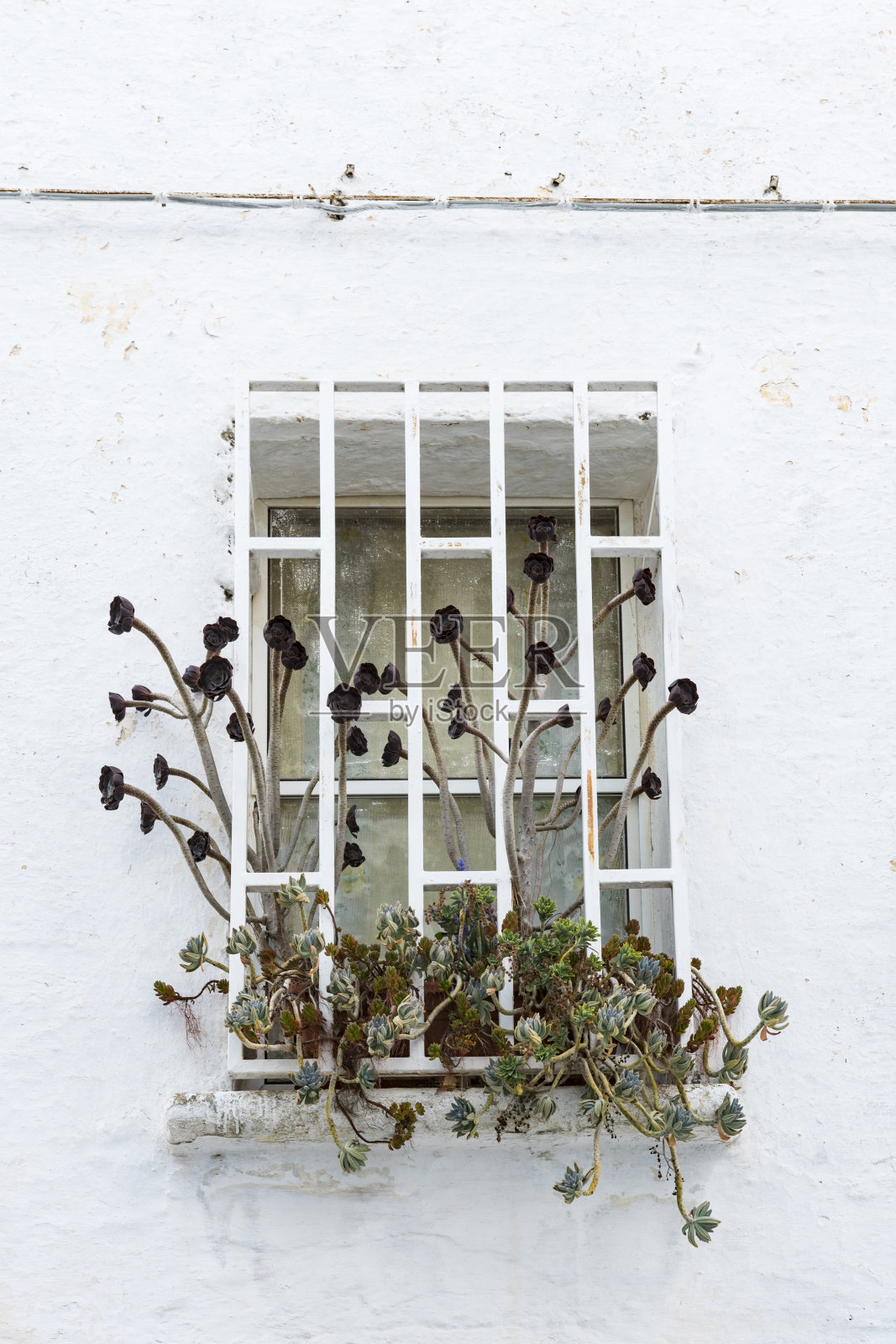肉质植物后面的栅格。意大利历史悠久的白色小镇奥斯图尼白色混凝土墙上的窗户照片摄影图片