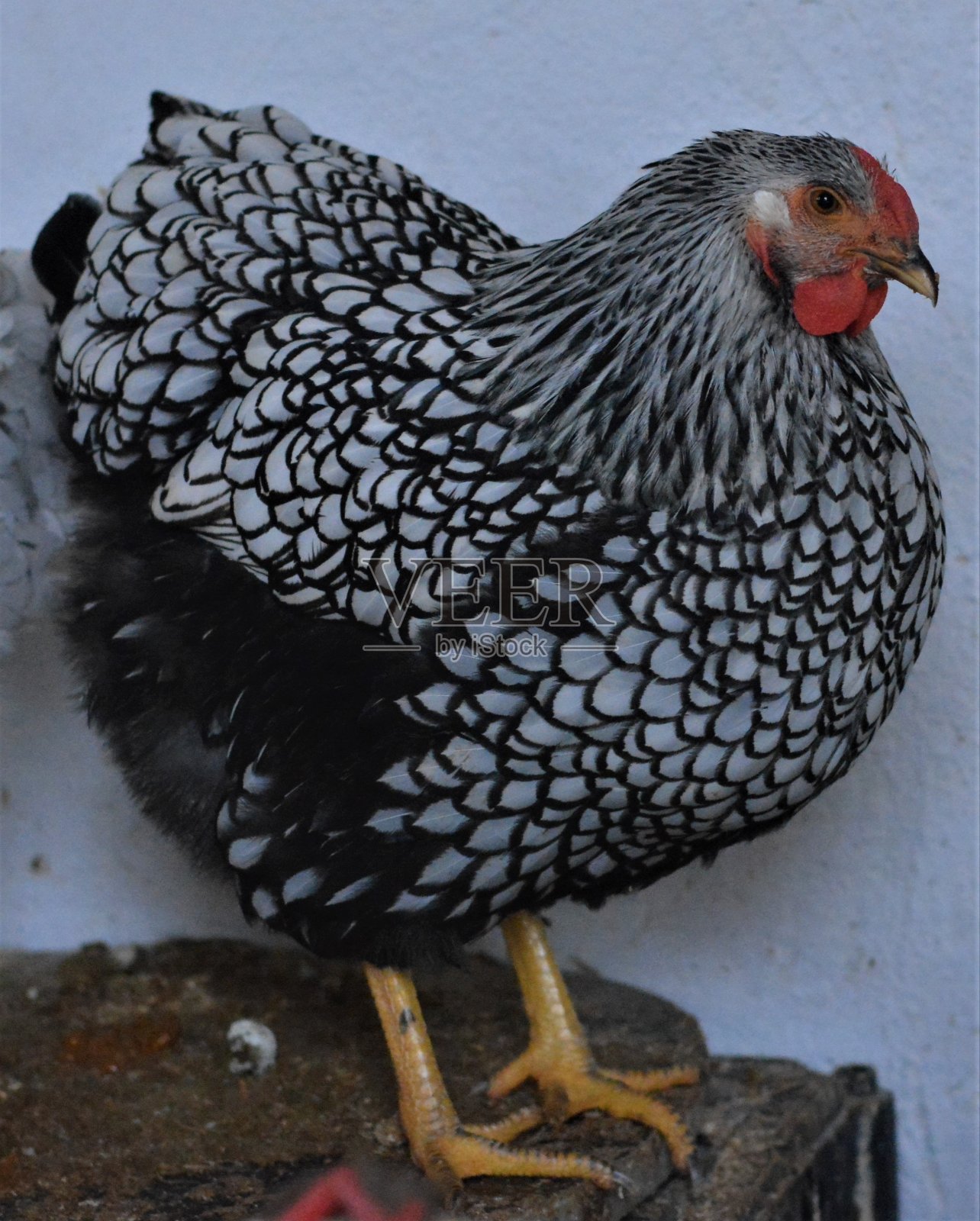 Wyondote鸡和Brahma鸡是一种受欢迎的观赏鸡，它们的颜色。照片摄影图片