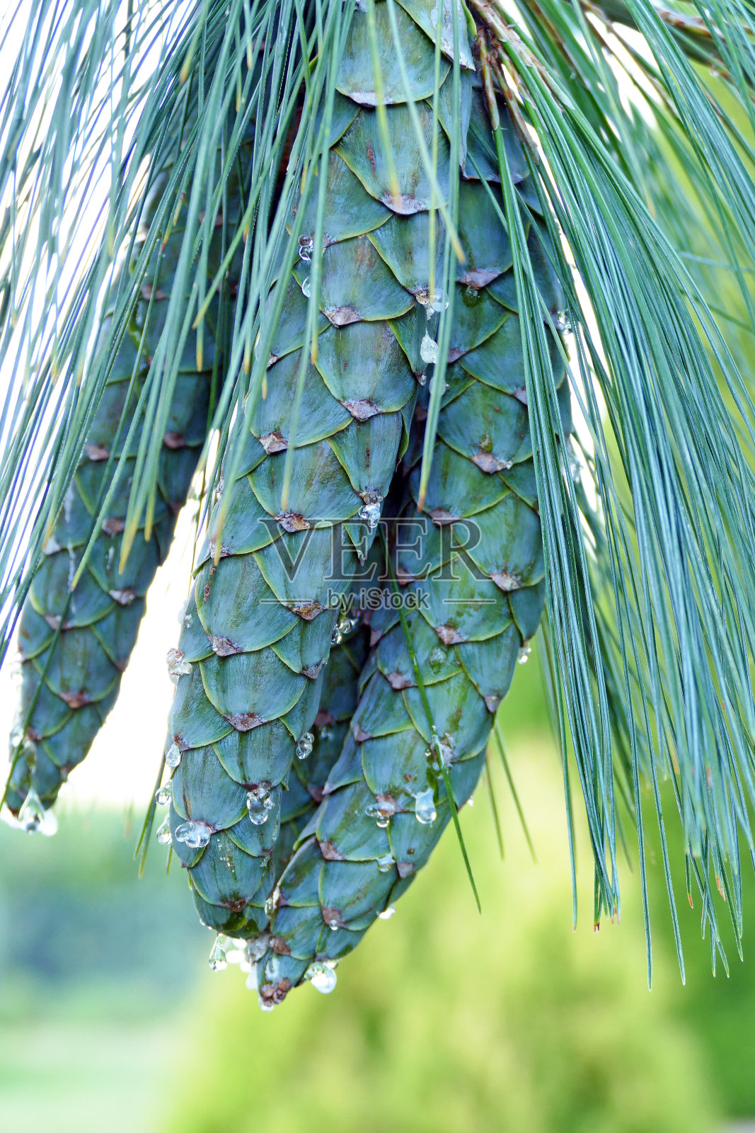 松树x山树照片摄影图片