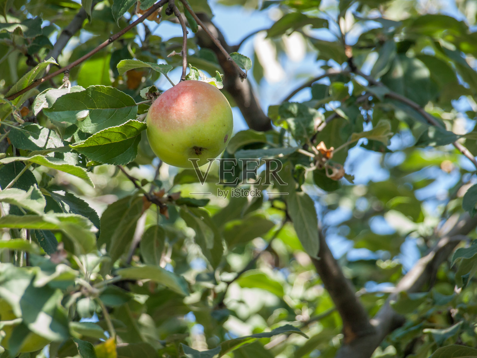 果园里一个大的成熟的苹果。照片摄影图片