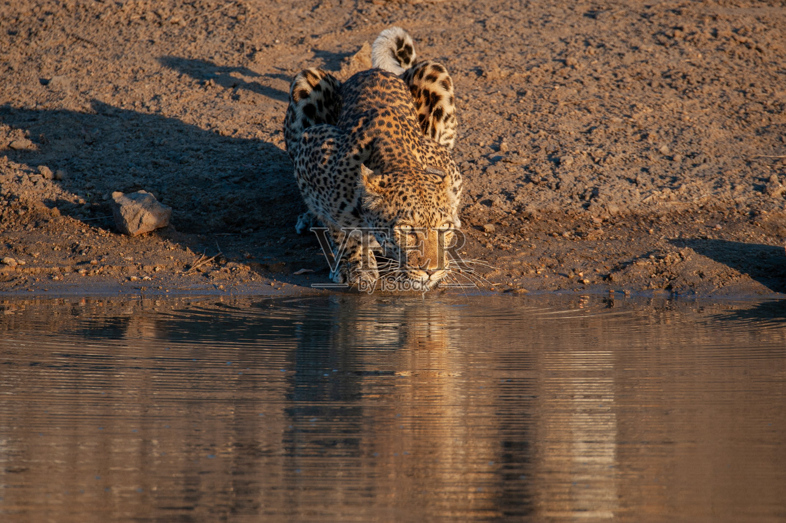 豹饮用水照片摄影图片