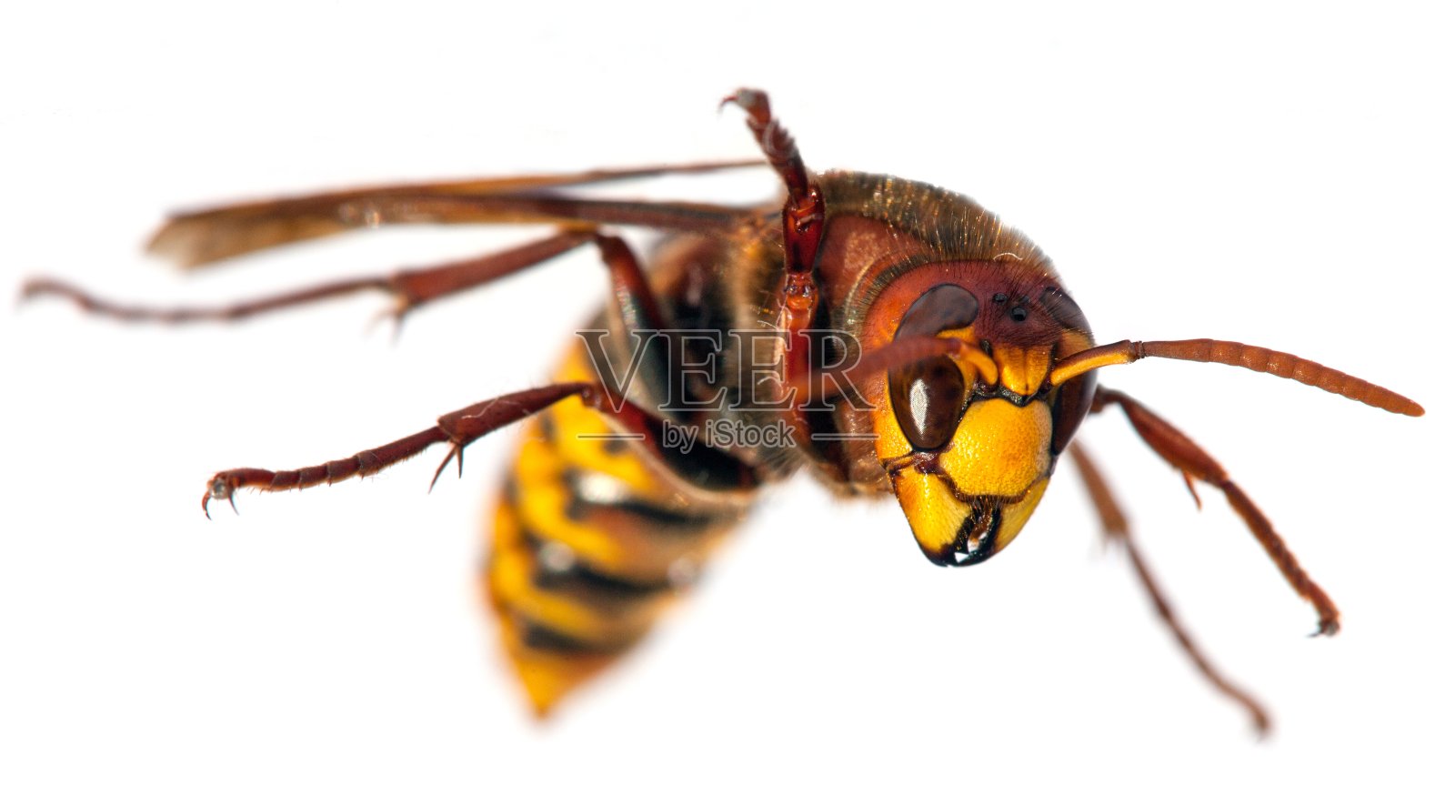 拉丁美洲的欧洲大黄蜂照片摄影图片