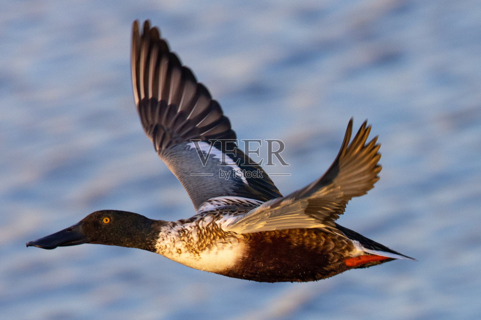 在美丽的阳光下飞行的北铲铲，在加州北部的野外看到照片摄影图片