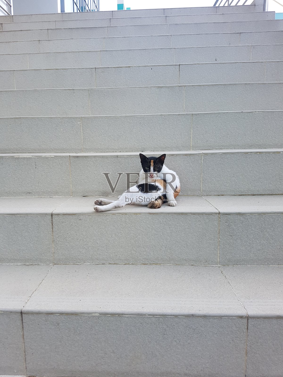 猫放松照片摄影图片