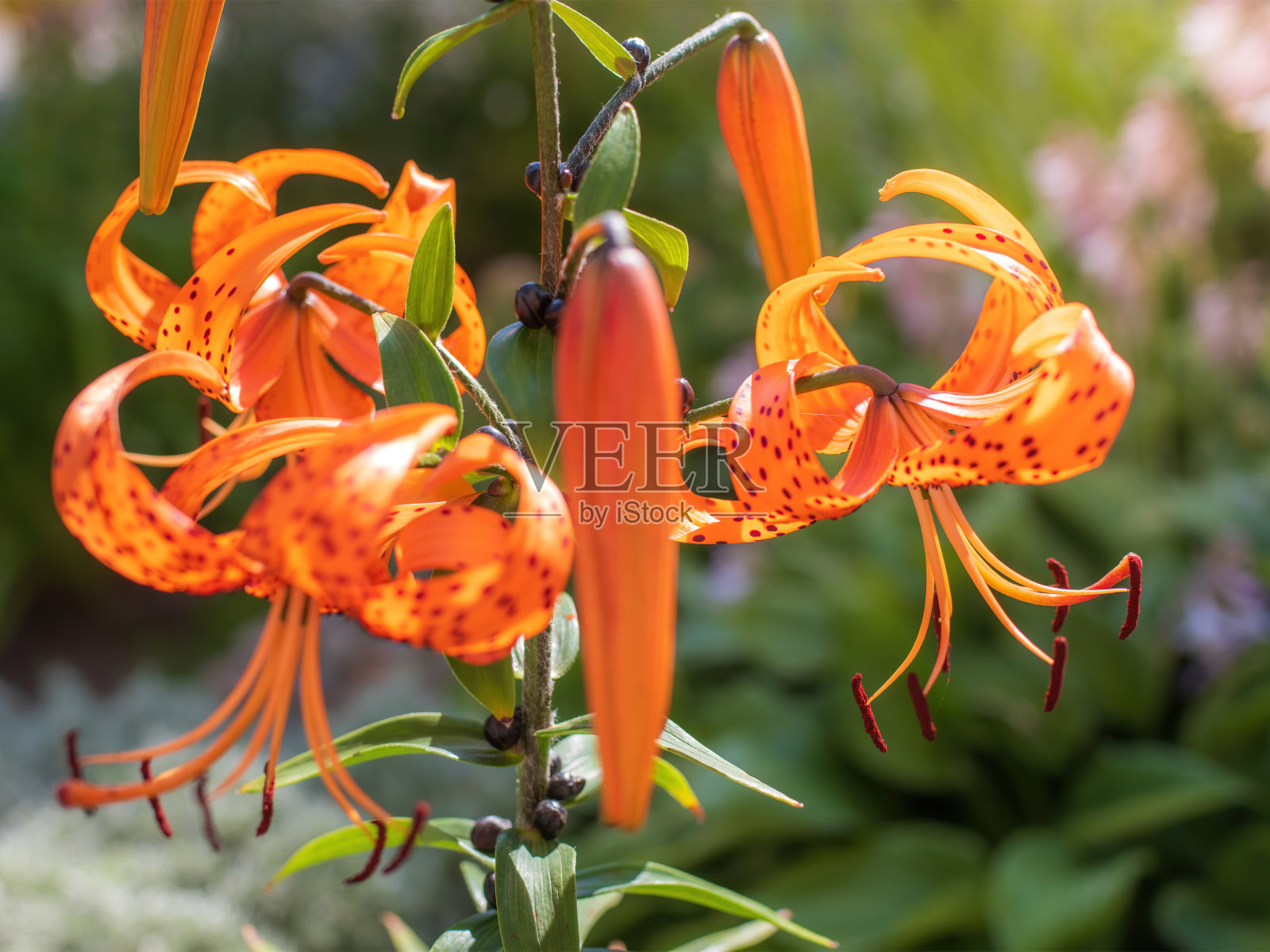 夏日的橘黄色百合。照片摄影图片