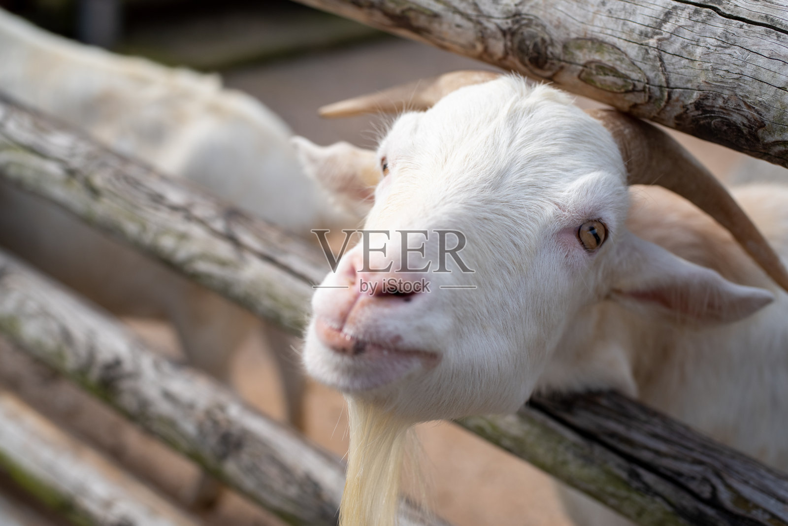 山羊照片摄影图片