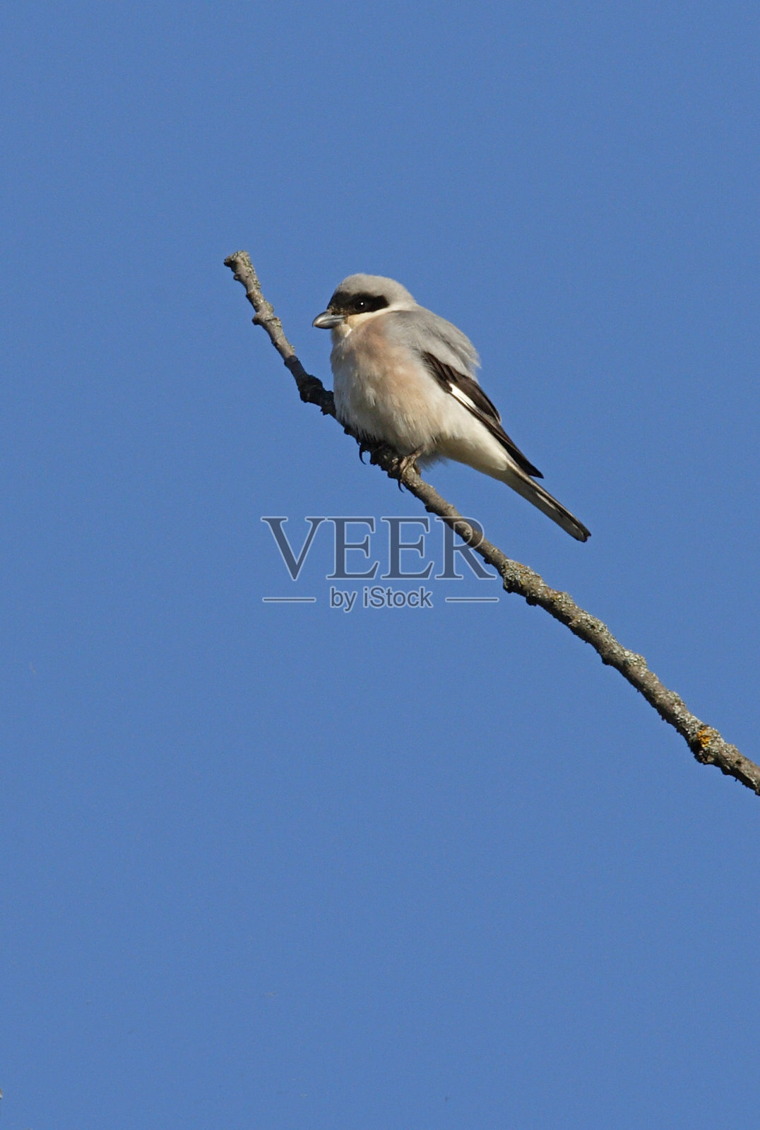 小灰伯劳鸟照片摄影图片