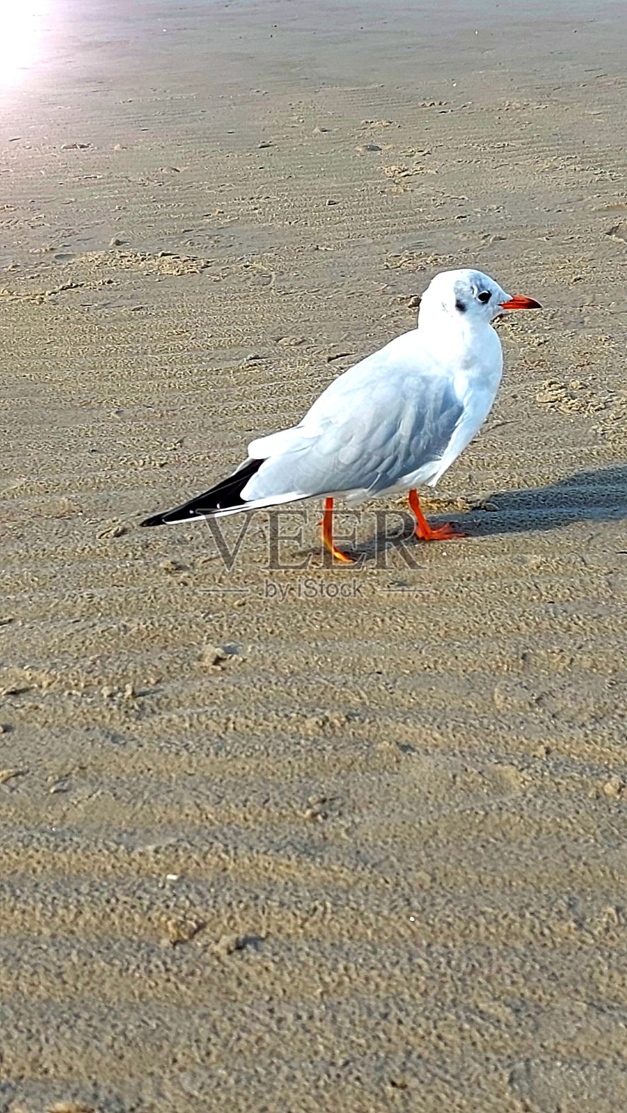 一只海鸥照片摄影图片