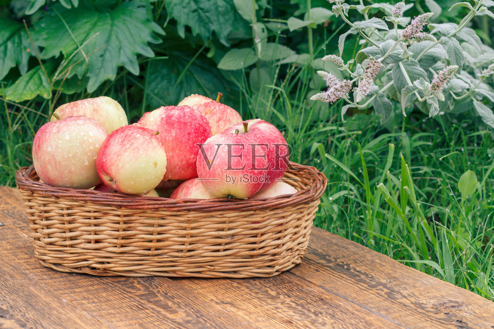 只是在木板上的柳条篮子里摘苹果，背景是植物照片摄影图片