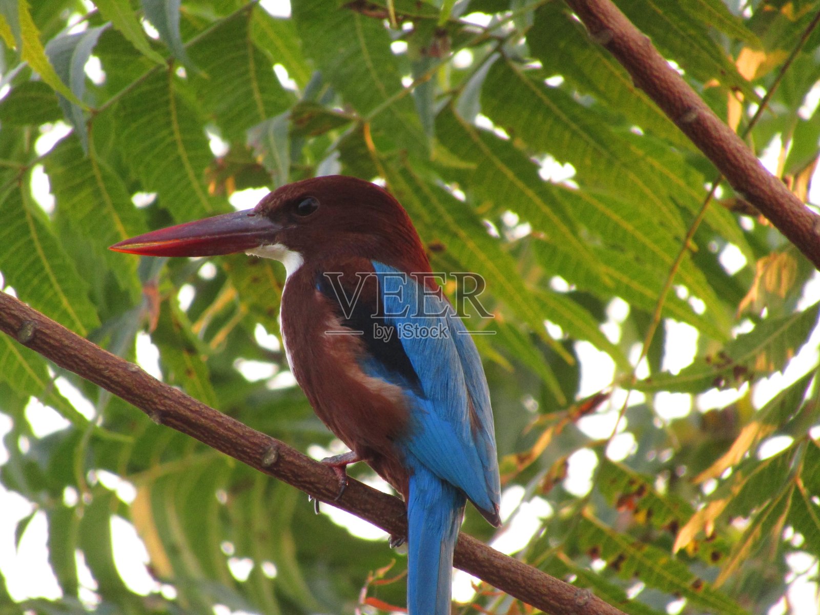 啄木鸟照片摄影图片